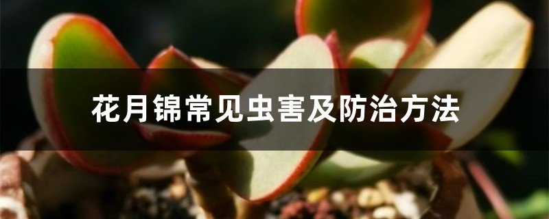 花月锦常见虫害及防治方法 花月锦常见虫害及防治方法