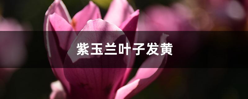 紫玉兰黄叶的原因和处理办法 紫玉兰黄叶的原因和处理办法