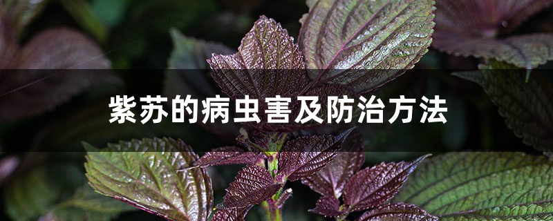 紫苏的病虫害及防治方法 紫苏的病虫害及防治方法