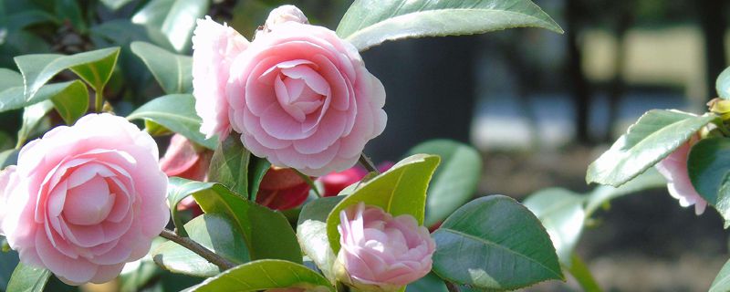 茶花树掉叶子怎么回事 茶花树掉叶子怎么回事