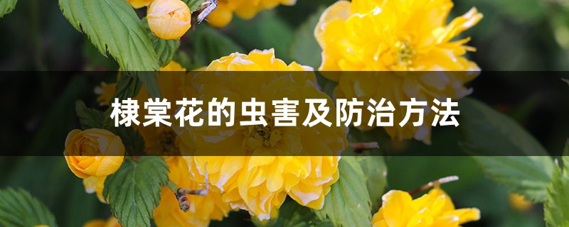 棣棠花的虫害及防治方法 棣棠花的虫害及防治方法
