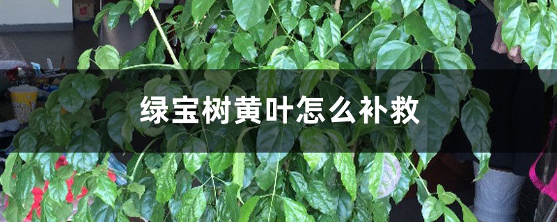 绿宝树黄叶的原因和处理办法 绿宝树黄叶的原因和处理办法