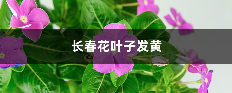 长春花黄叶的原因和处理办法 长春花黄叶的原因和处理办法