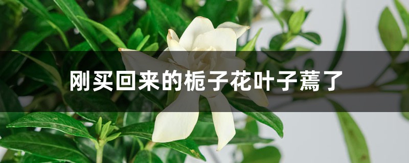 刚买回来的栀子花叶子蔫了怎么办 刚买回来的栀子花叶子蔫了怎么办