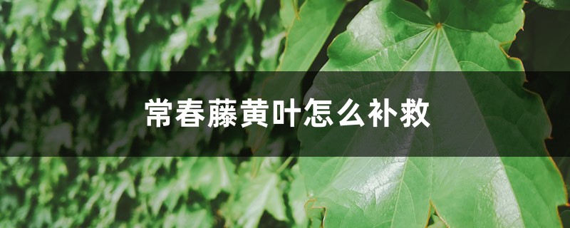 常春藤黄叶的原因和处理办法 常春藤黄叶的原因和处理办法