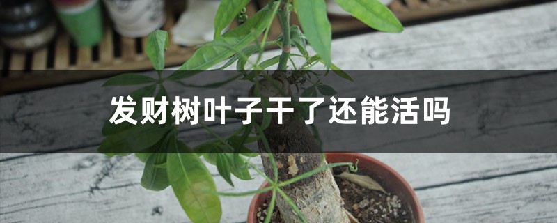 发财树叶子干了还能活吗 发财树叶子干了还能活吗