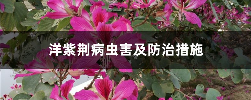 洋紫荆病虫害及防治措施 洋紫荆病虫害及防治措施