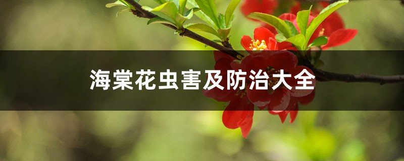 海棠花虫害及防治大全 海棠花虫害及防治大全