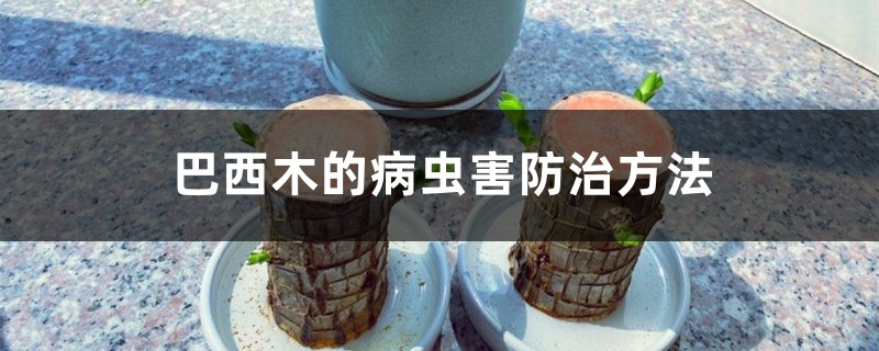 巴西木的病虫害防治方法 巴西木的病虫害防治方法