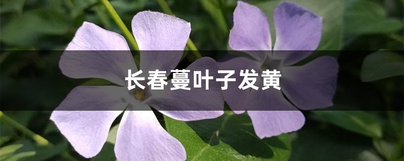 长春蔓黄叶的原因和处理办法 长春蔓黄叶的原因和处理办法