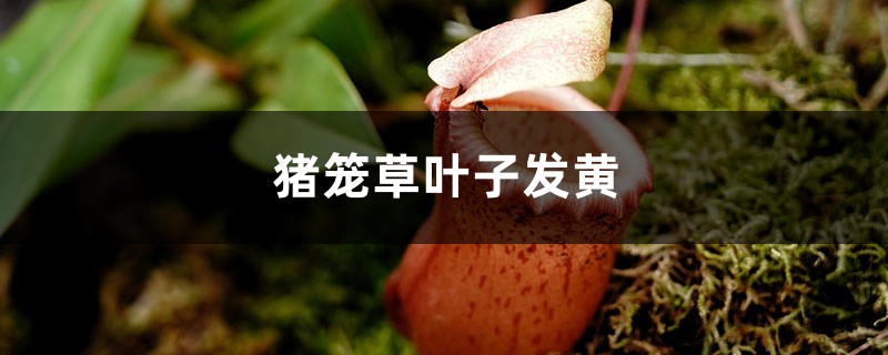 猪笼草黄叶的原因和处理办法 猪笼草黄叶的原因和处理办法