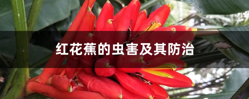 红花蕉的虫害及其防治 红花蕉的虫害及其防治
