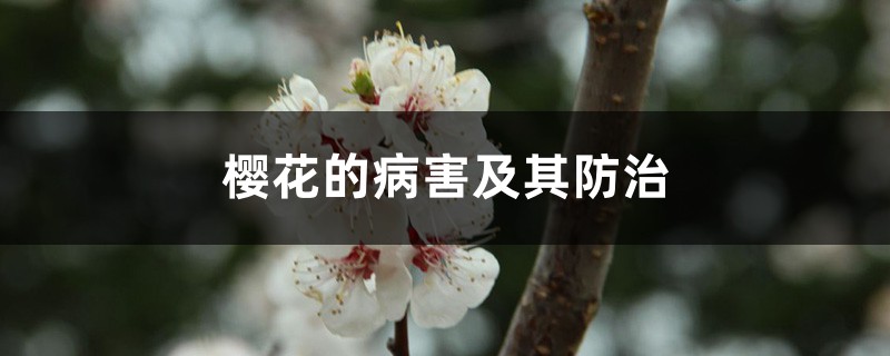 樱花的病害及其防治 樱花的病害及其防治