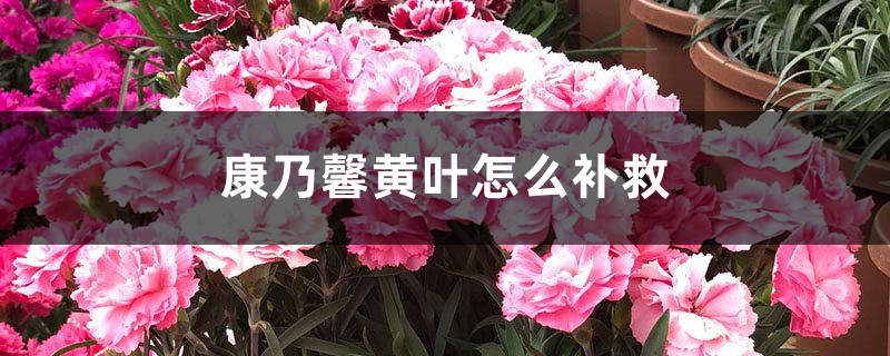 康乃馨黄叶的原因和处理办法 康乃馨黄叶的原因和处理办法