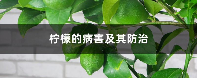 柠檬的病害及其防治 柠檬的病害及其防治