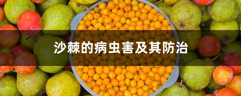 沙棘的病虫害及其防治 沙棘的病虫害及其防治