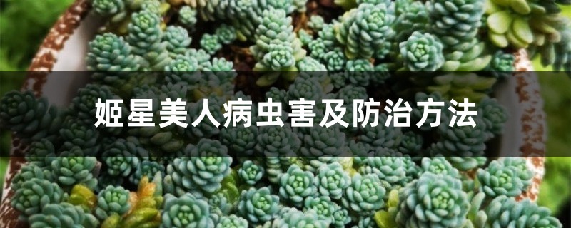 姬星美人病虫害及防治方法 姬星美人病虫害及防治方法