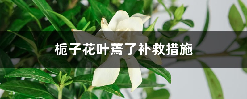 栀子花叶蔫了补救措施 栀子花叶蔫了补救措施