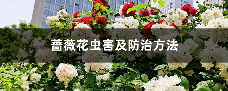 蔷薇花虫害及防治方法 蔷薇花虫害及防治方法