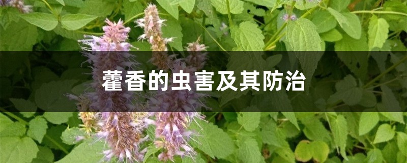 藿香的虫害及其防治 藿香的虫害及其防治