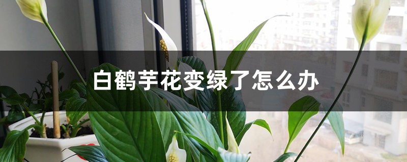 白鹤芋花变绿了怎么办 白鹤芋花变绿了怎么办