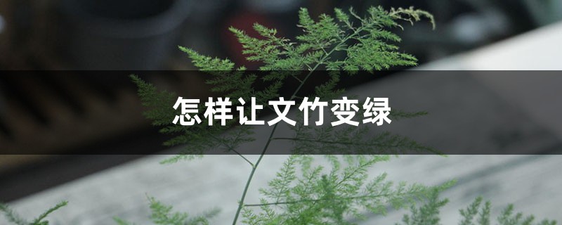 怎样让文竹变绿 怎样让文竹变绿