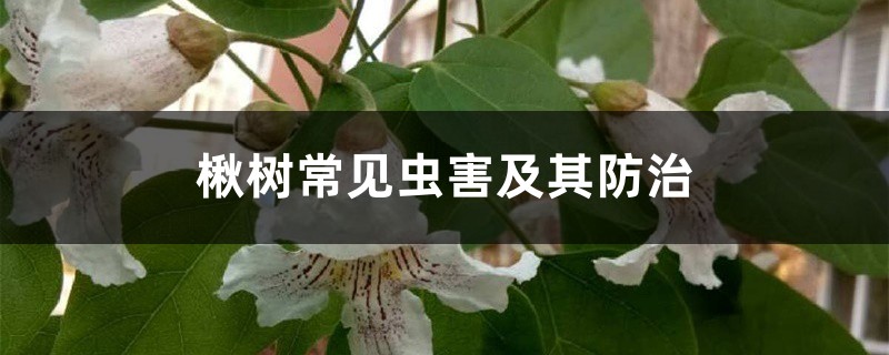 楸树常见虫害及其防治 楸树常见虫害及其防治