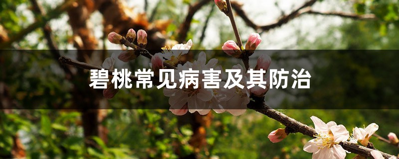 碧桃常见病害及其防治 碧桃常见病害及其防治