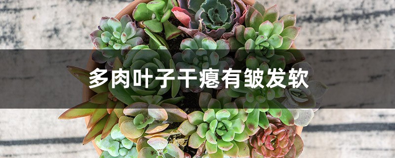 多肉叶子干瘪有皱发软怎么办 多肉叶子干瘪有皱发软怎么办
