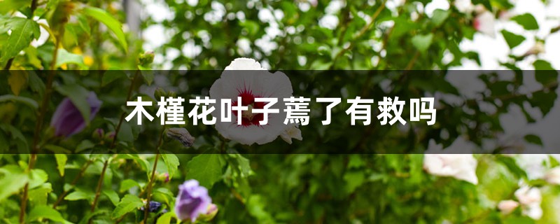 木槿花叶子蔫了有救吗 木槿花叶子蔫了有救吗