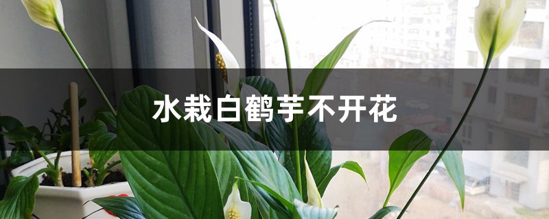 水栽白鹤芋不开花怎么办 水栽白鹤芋不开花怎么办