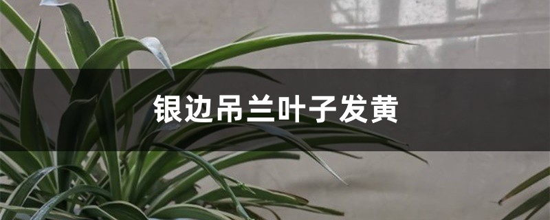 银边吊兰黄叶的原因和处理办法 银边吊兰黄叶的原因和处理办法