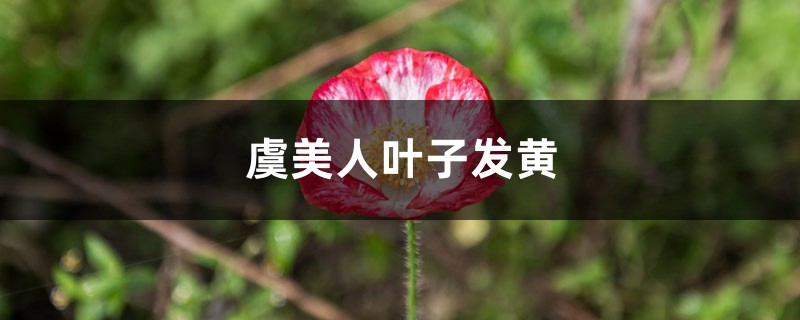 虞美人黄叶的原因和处理办法 虞美人黄叶的原因和处理办法