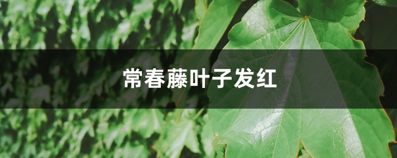 常春藤叶子发红的原因 常春藤叶子发红的原因
