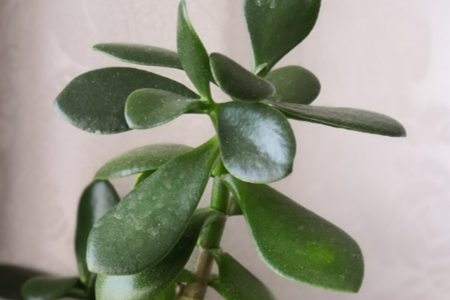 玉树 玉树