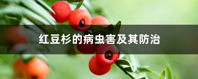 红豆杉的病虫害及其防治 红豆杉的病虫害及其防治