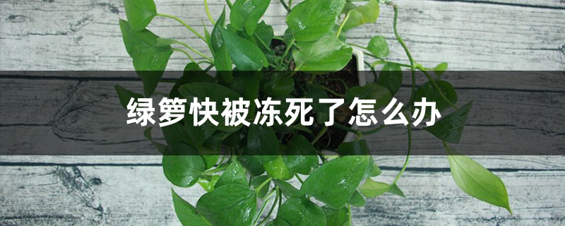 绿萝快被冻死了怎么办 绿萝快被冻死了怎么办