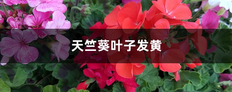 天竺葵黄叶的原因和处理办法 天竺葵黄叶的原因和处理办法