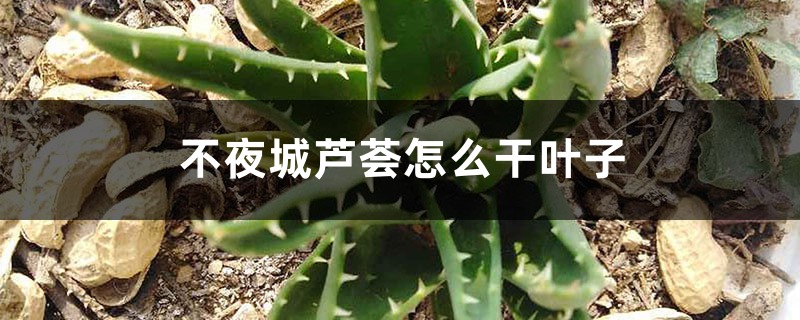 不夜城芦荟怎么会干叶子 不夜城芦荟怎么会干叶子