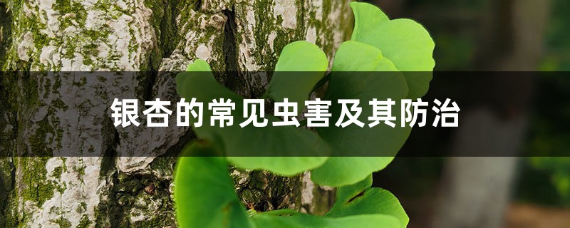 银杏的常见虫害及其防治 银杏的常见虫害及其防治