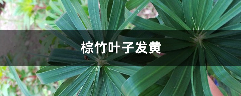 棕竹黄叶的原因和处理办法 棕竹黄叶的原因和处理办法