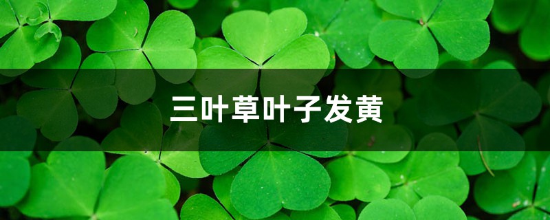 三叶草黄叶的原因和处理办法 三叶草黄叶的原因和处理办法