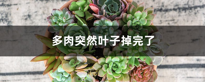 多肉突然叶子掉完了怎么办 多肉突然叶子掉完了怎么办