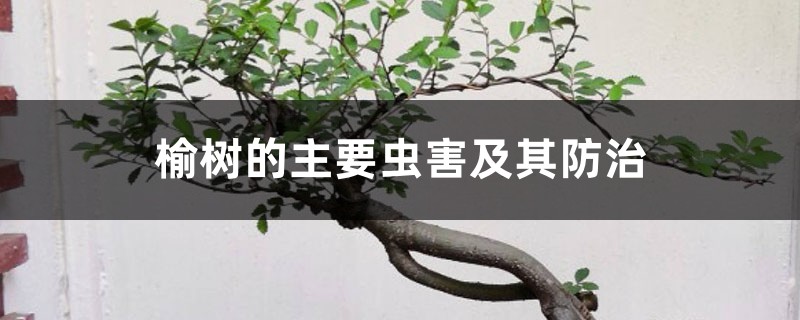榆树的主要虫害及其防治 榆树的主要虫害及其防治