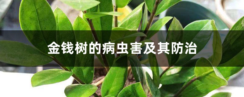 金钱树的病虫害及其防治 金钱树的病虫害及其防治