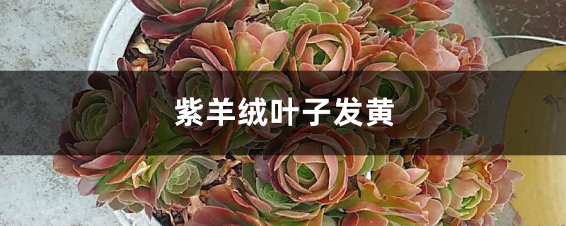 紫羊绒黄叶的原因和处理办法 紫羊绒黄叶的原因和处理办法