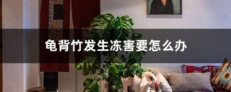 龟背竹发生冻害要怎么办