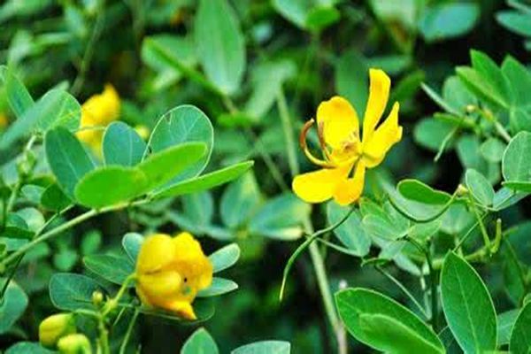 花生的病虫害防治 花生的病虫害防治