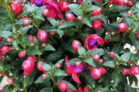 灯笼花 灯笼花
