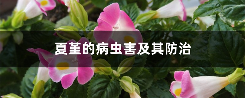 夏堇的病虫害及其防治 夏堇的病虫害及其防治